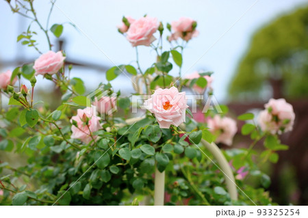 バラの花 ニュードーン バラの花 ニュードーン 93325254