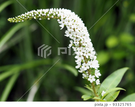 オカトラノオの花 オカトラノオの花 93325765