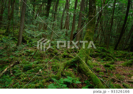 （山梨県）青木ヶ原樹海・遭難イメージ 93326166
