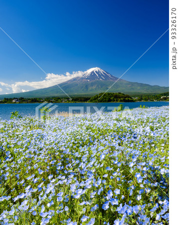 山梨_ネモフィラと富士山の絶景 93326170