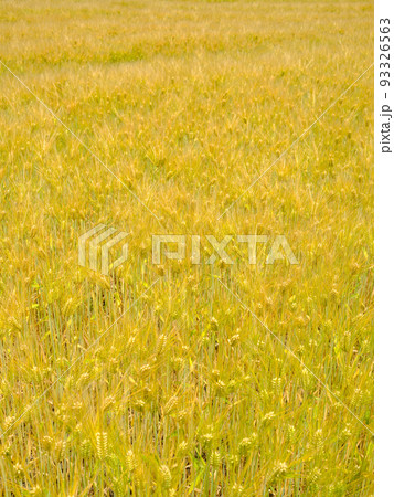 信州安曇野_金色に実る小麦の絶景 93326563