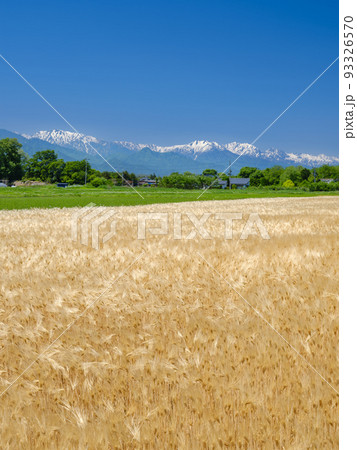信州安曇野_金色に実る小麦の絶景 93326570