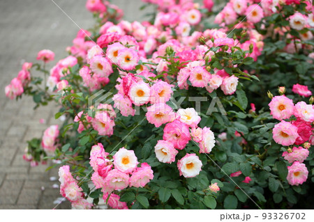バラの花 デスティニィ バラの花 デスティニィ 93326702