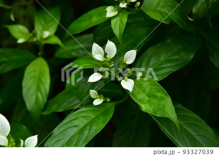 珍しい植物 珍しい植物 93327039