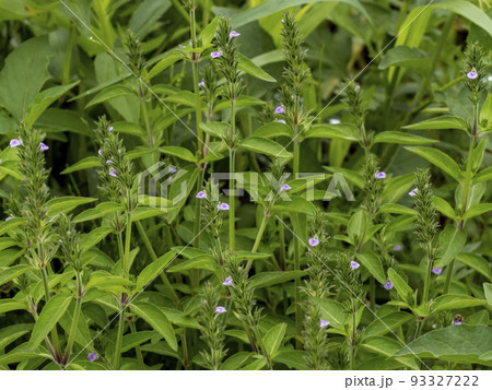 草むらに咲くキツネノマゴ 93327222