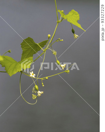 スズメウリの花と小さい実 スズメウリの花と小さい実 93327229