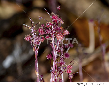 暗い林の中に咲くホンゴウソウ 93327239