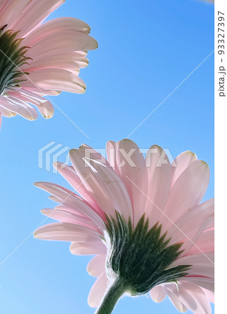 Pink gerbera daisy flowers and sunny sky, spring nature concept 93327397