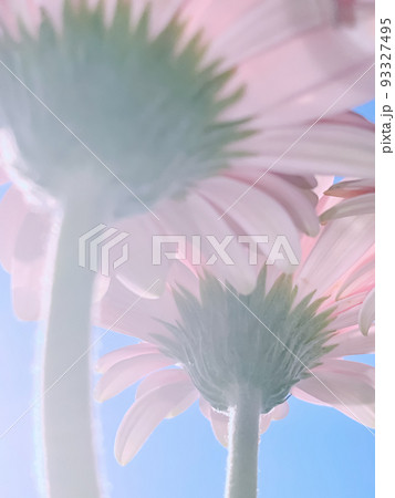 Pink gerbera daisy flowers and sunny sky, spring nature concept 93327495