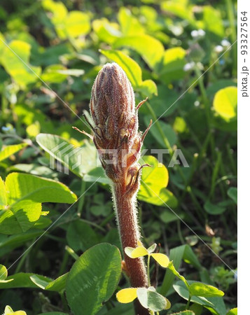 シロツメクサに寄生したヤセウツボの芽 シロツメクサに寄生したヤセウツボの芽 93327564