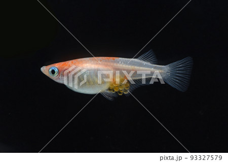 卵をつけたメダカ（祝メダカ） 93327579