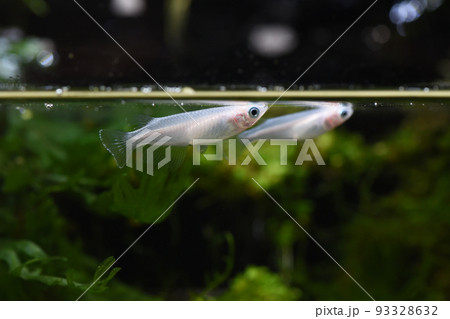 水草と白メダカ 水草と白メダカ 93328632