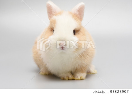 まんまるふわふわうさぎ 93328907