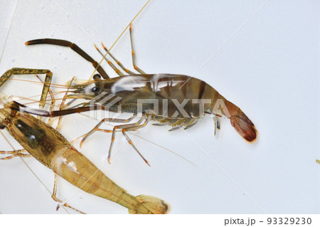 清流に生息するテナガエビ(手長蝦) 清流に生息するテナガエビ(手長蝦) 93329230