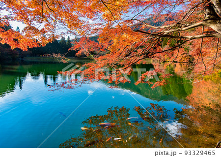 山梨県南アルプス市 南伊奈ヶ湖　～湖面に反射する紅葉～ 93329465