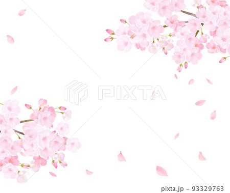 美しく華やかな満開の薄いピンク色の桜と花びら舞い上がる春の白バックフレームベクター素材イラスト 93329763