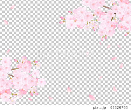 Beautiful and gorgeous light pink cherry blossoms in full bloom and spring white background frame vector material illustration 93329763