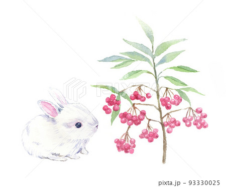 うさぎと万両の水彩イラスト 93330025