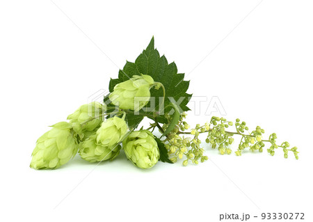 Hop cones and hop flowers over a white background 93330272