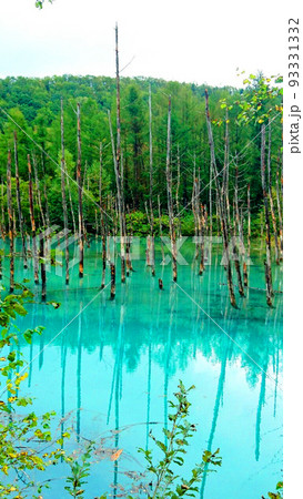 北海道 青い池 9月 北海道 青い池 9月 93331332
