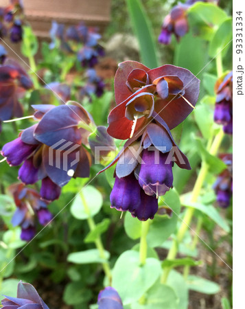 紫の花 93331334