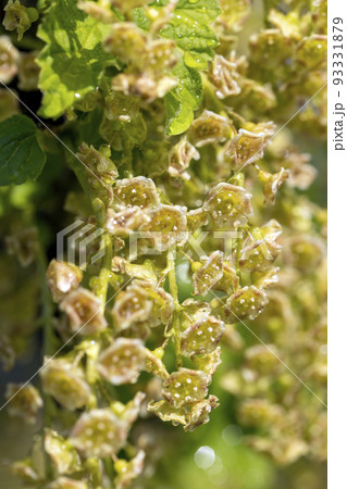 Young inflorescence of currant flowers in spring Young inflorescence of currant flowers in spring 93331879