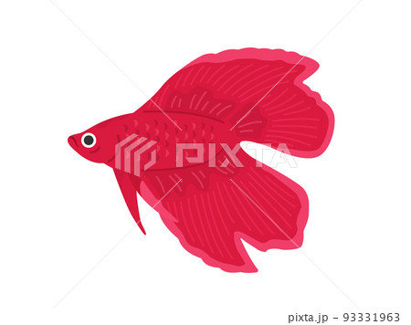 赤色のベタのイラスト 赤色のベタのイラスト 93331963