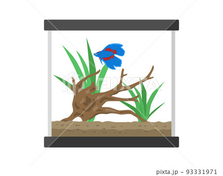 青色のベタの水槽のイラスト 青色のベタの水槽のイラスト 93331971
