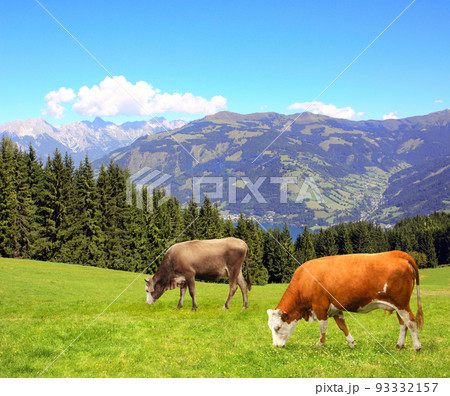 Two cows grazing in a mountain meadow in Alps mountains, Tirol, Austria 93332157