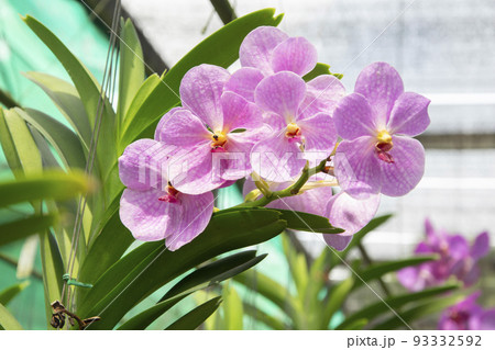 Beautiful purple orchids flower in garden Beautiful purple orchids flower in garden 93332592