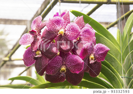 Beautiful purple orchids flower in garden Beautiful purple orchids flower in garden 93332593