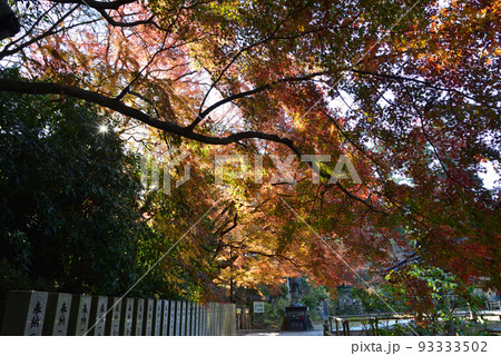 観福寺 2021-12-4 #12 観福寺 2021-12-4 #12 93333502