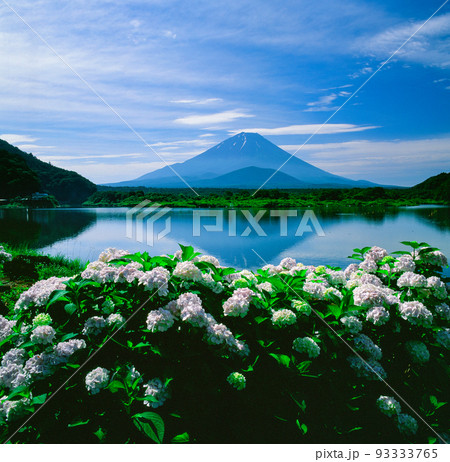 精進湖からの紫陽花と富士山 精進湖からの紫陽花と富士山 93333765