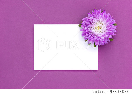 White blank card and flower on purple background. Minimal style. Top view Flat lay Mockup White blank card and flower on purple background. Minimal style. Top view Flat lay Mockup 93333878