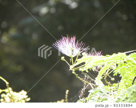 雄しべの花糸の長い淡紅色のネムノキの花 93333894
