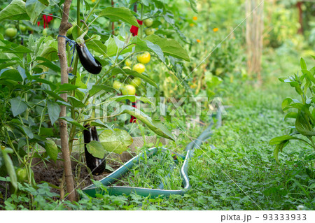 Eggplants growing on bush in the garden. 93333933