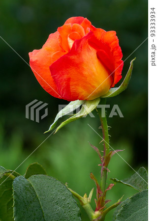 Bud of red rose with blurred green background. 93333934