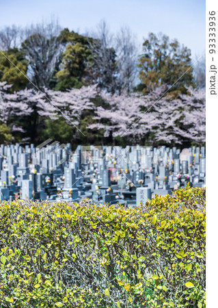 満開のサクラを見る霊園風景 93333936