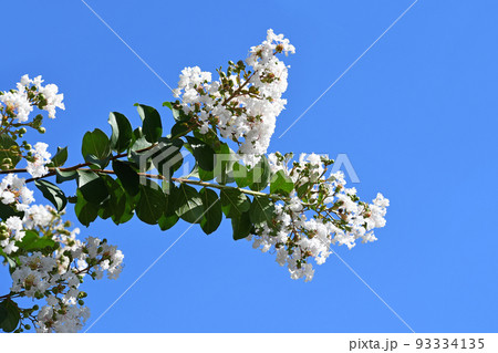 シロバナサルスベリ（白花百日紅） 93334135