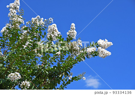 シロバナサルスベリ（白花百日紅） 93334136