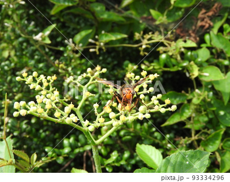 ヤブガラシに来た「ヒメスズメバチ」 93334296