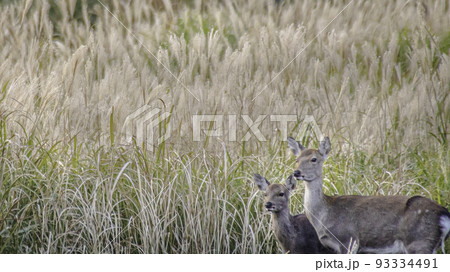 芒と鹿の親子 93334491