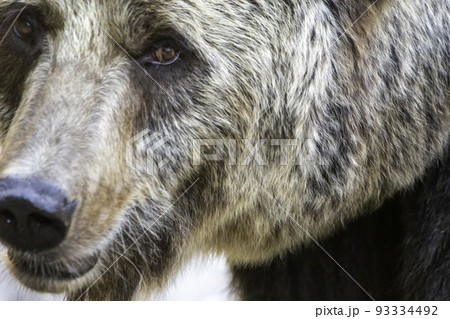 こちらを見るヒグマ 93334492
