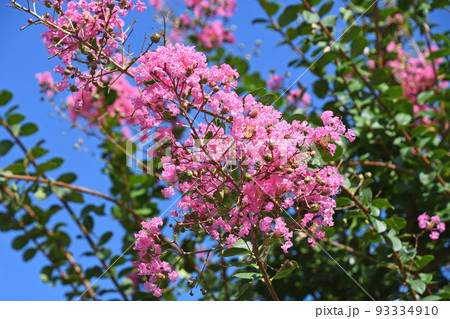 サルスベリの花 93334910