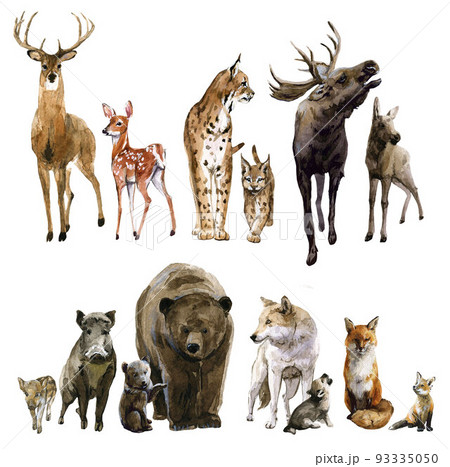 Beautiful set with watercolor hand drawn forest wild deer elk lynx fox wolf boar rabbit squirrel animals with babies. Stock illustration. Beautiful set with watercolor hand drawn forest wild deer elk lynx fox wolf boar rabbit squirrel animals with babies. Stock illustration. 93335050