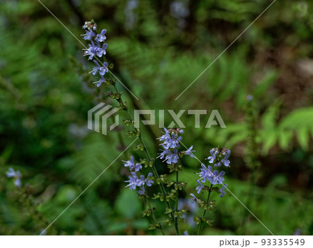 秋の山野草シマジタムラソウの開花 93335549