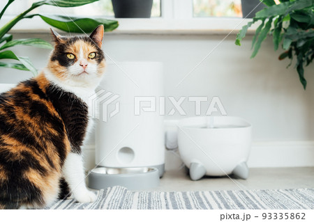 Well-fed multicolor cat waiting for food near smart feeder gadget with water fountain and dry food dispenser in cozy home interior. Home life with pet. Healthy pet food diet concept. Selective focus. 93335862