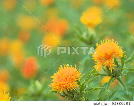 7月に咲いた「紅花（ベニバナ）」 93336291