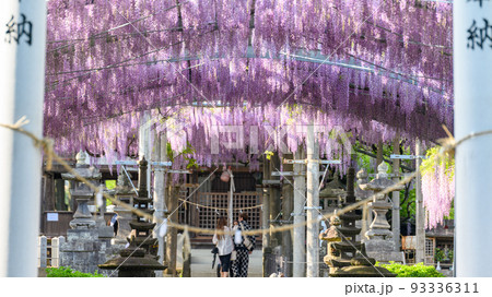 藤の花「観光名所で有名な山田日吉神社」山田の藤 歴史ある藤の花 藤の花「観光名所で有名な山田日吉神社」山田の藤 歴史ある藤の花 93336311