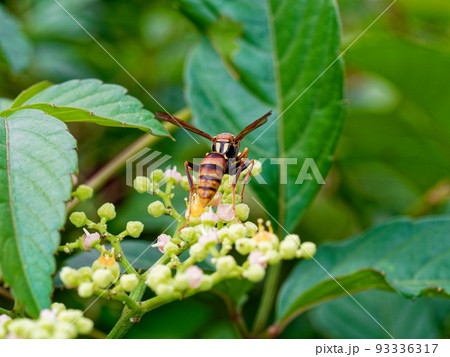 スズメバチ科ヤマトアシナガバチ 93336317